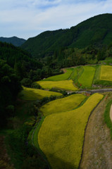 山間の棚田