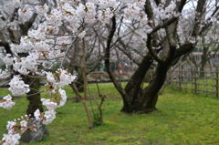 桜