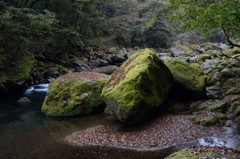 苔生して枯葉敷いて