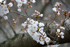 開花宣言
