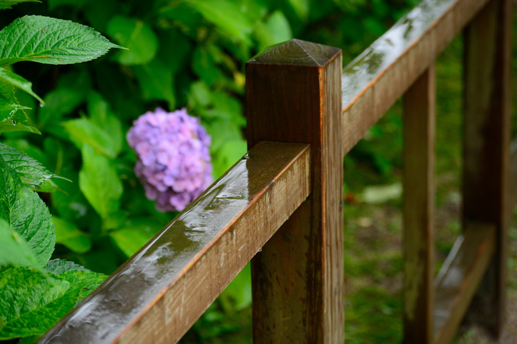 紫陽花とつゆの雨