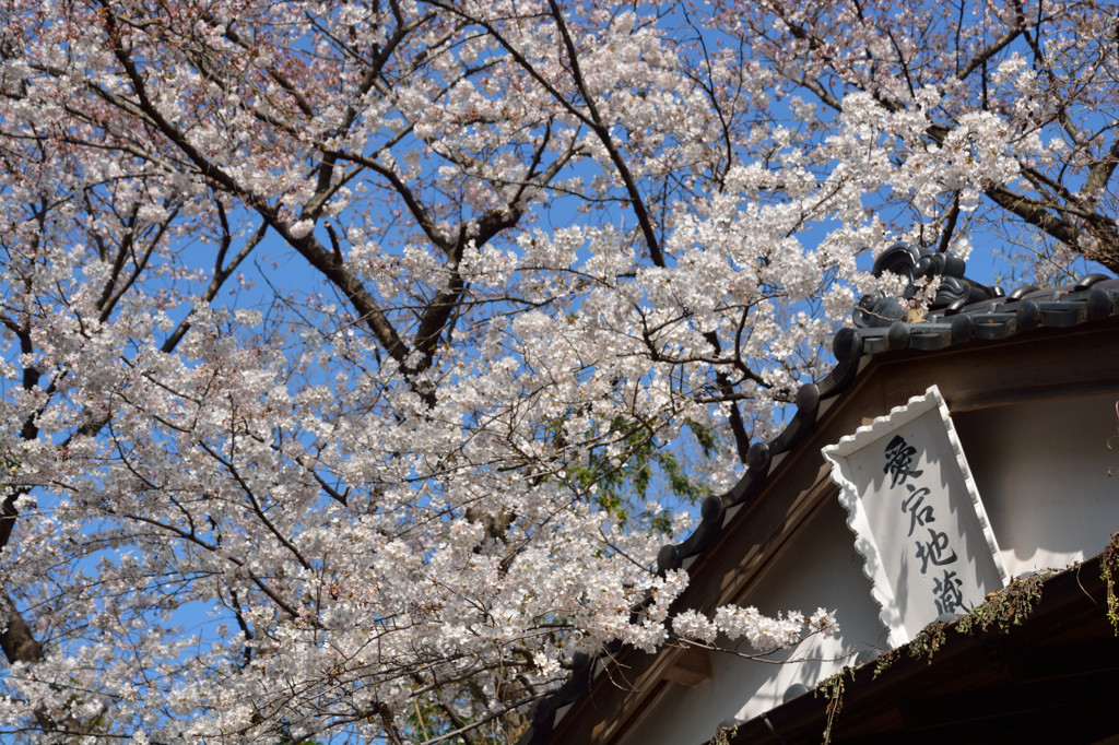 神社の桜