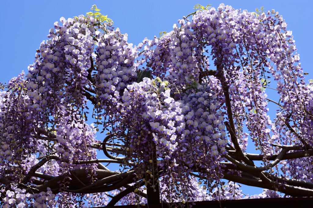 快晴に藤の花