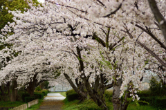 桜のとおり道
