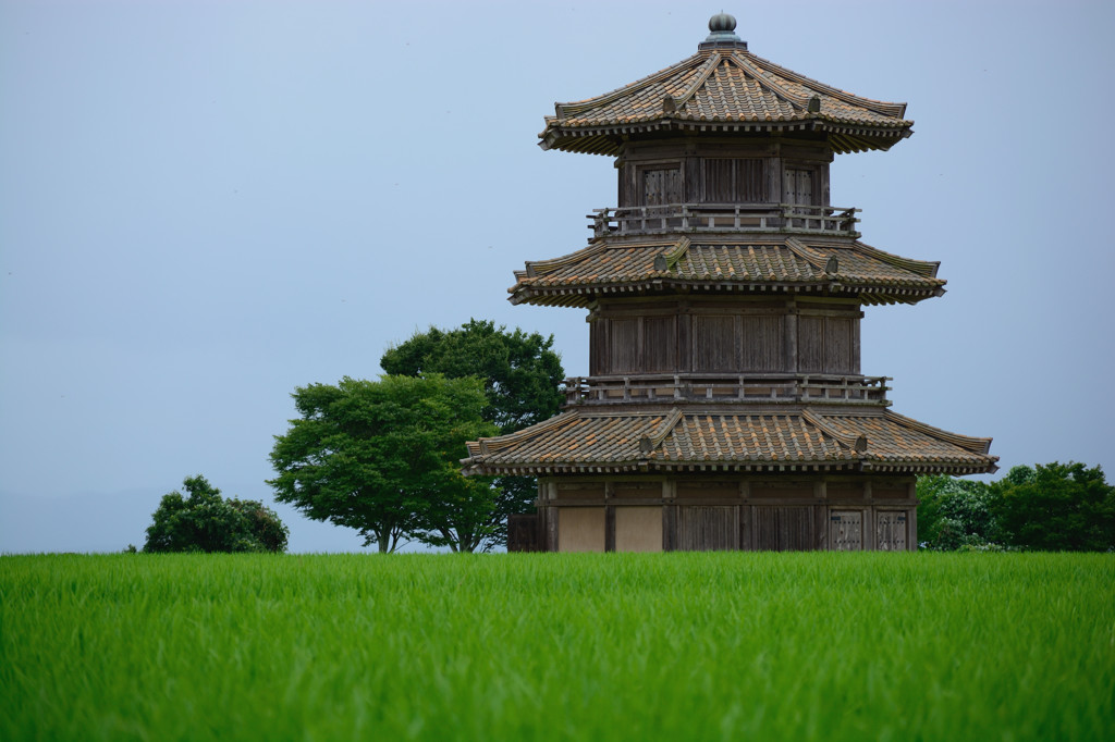 稲作文化
