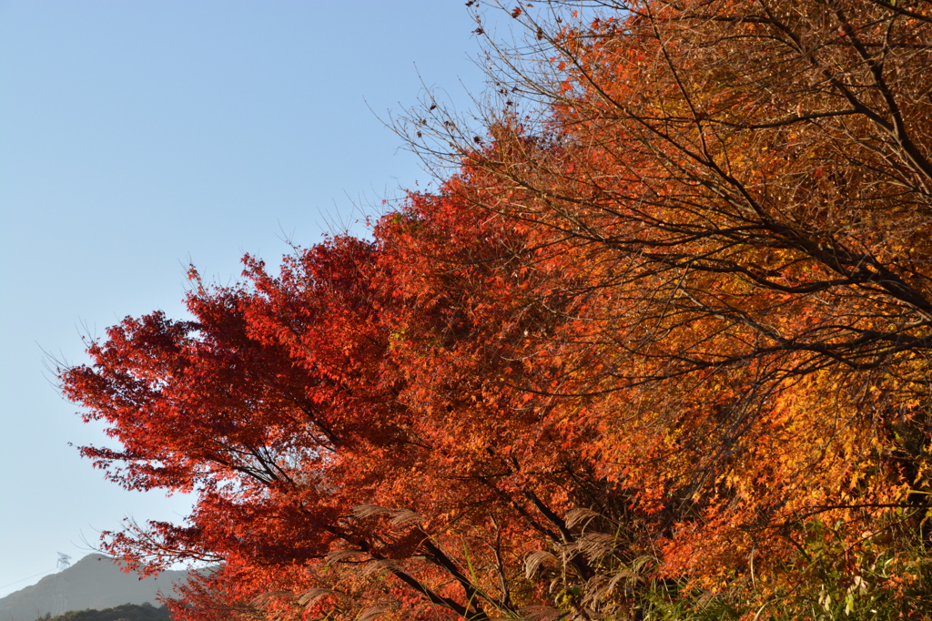 紅葉
