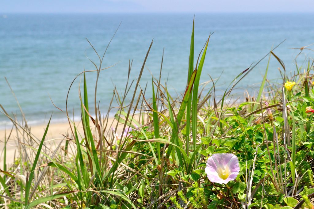 ハマヒルガオ（浜昼顔）