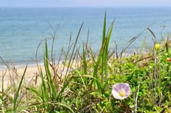 ハマヒルガオ（浜昼顔）