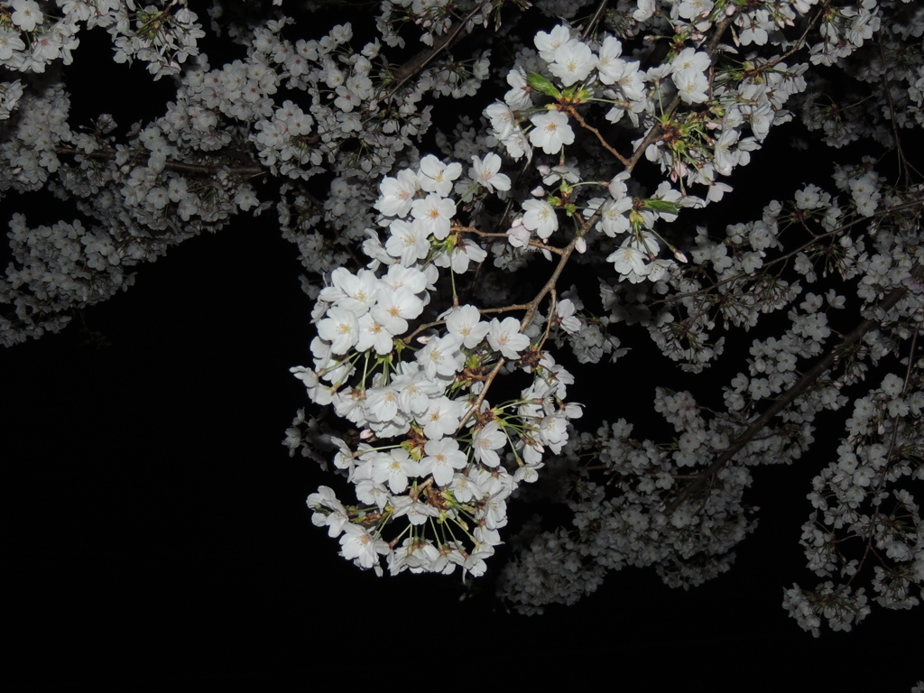 夜桜