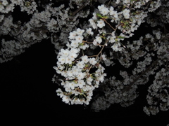 夜桜