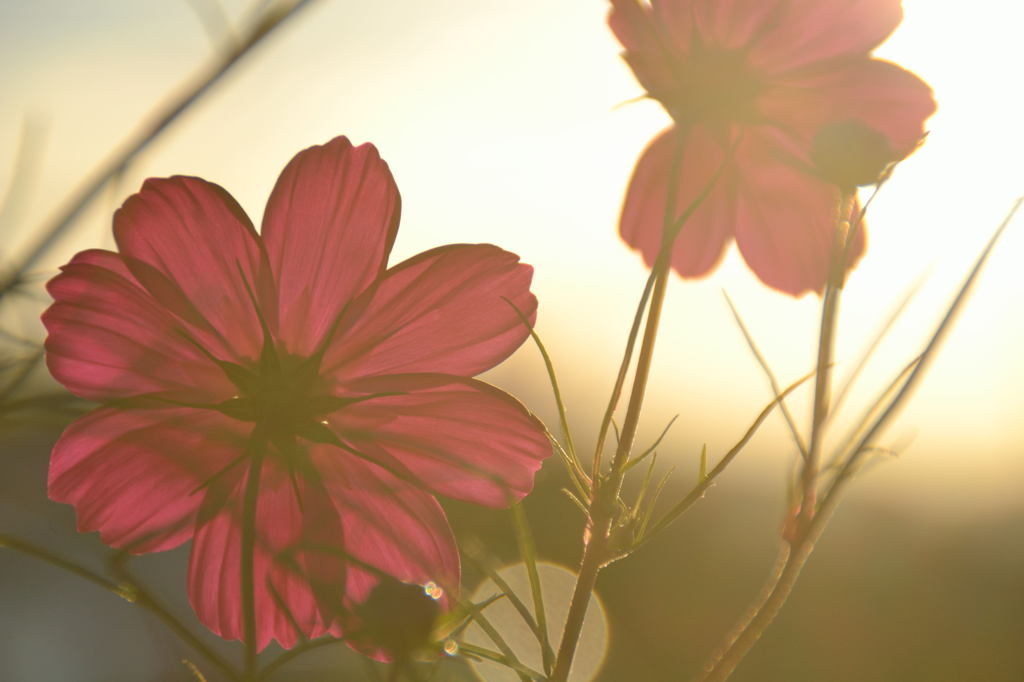 秋桜