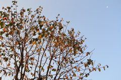 秋空