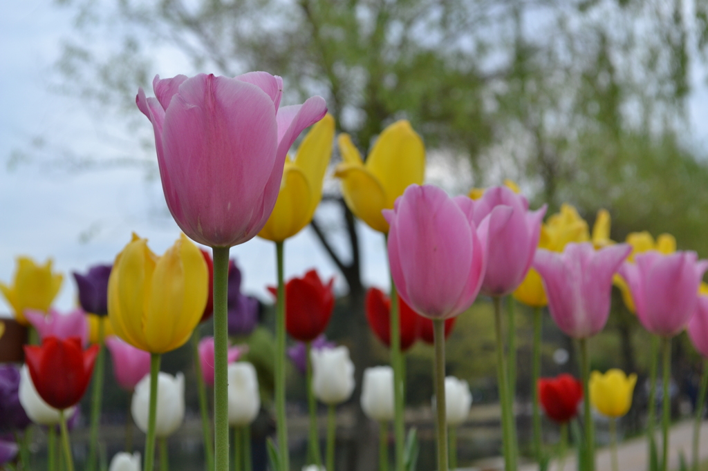 チューリップ２