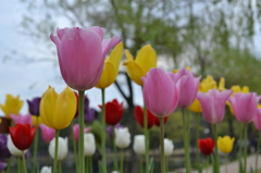 チューリップ２