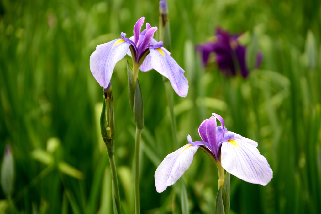 菖蒲