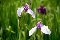 菖蒲