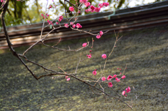 梅