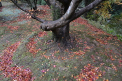紅葉
