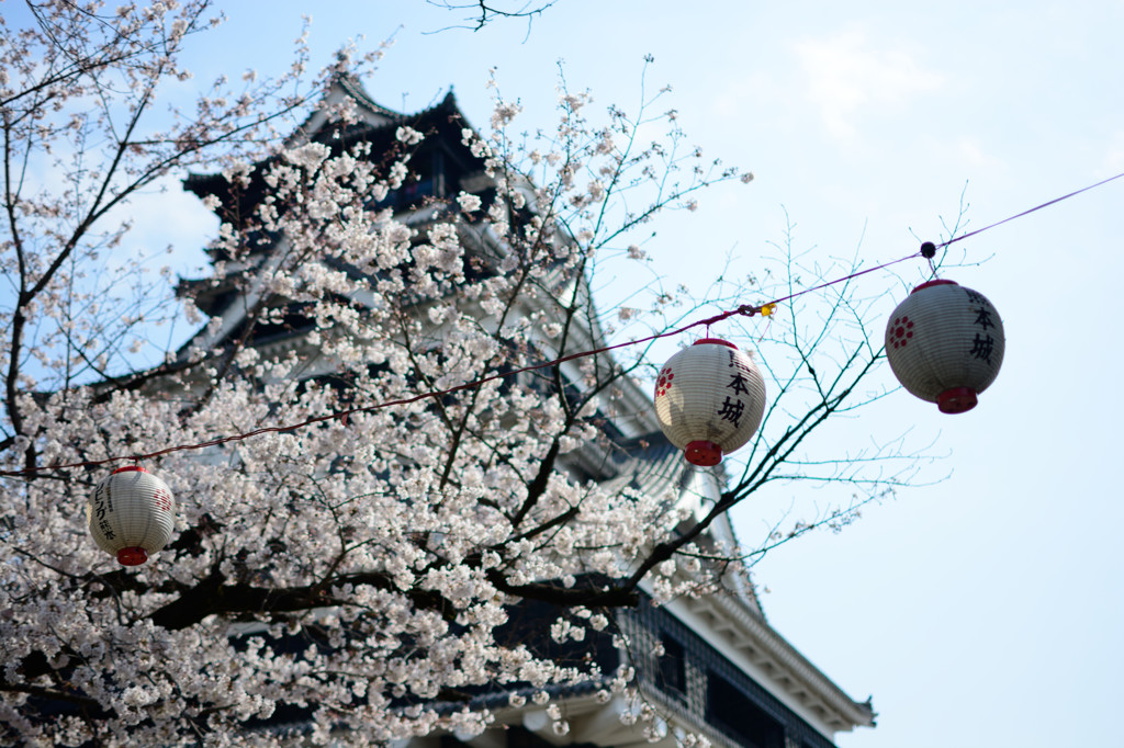 桜の熊本城