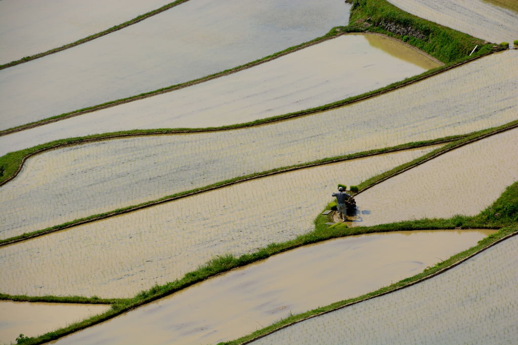 田植え