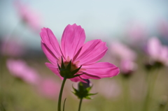 秋桜