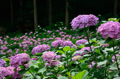 紫陽花