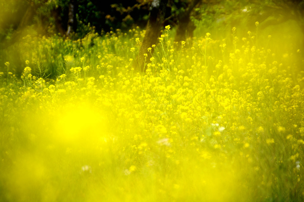 菜の花