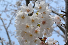 満開