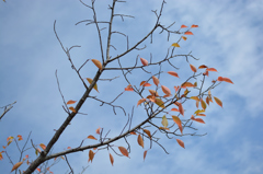 秋空