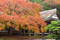 雷山の大楓