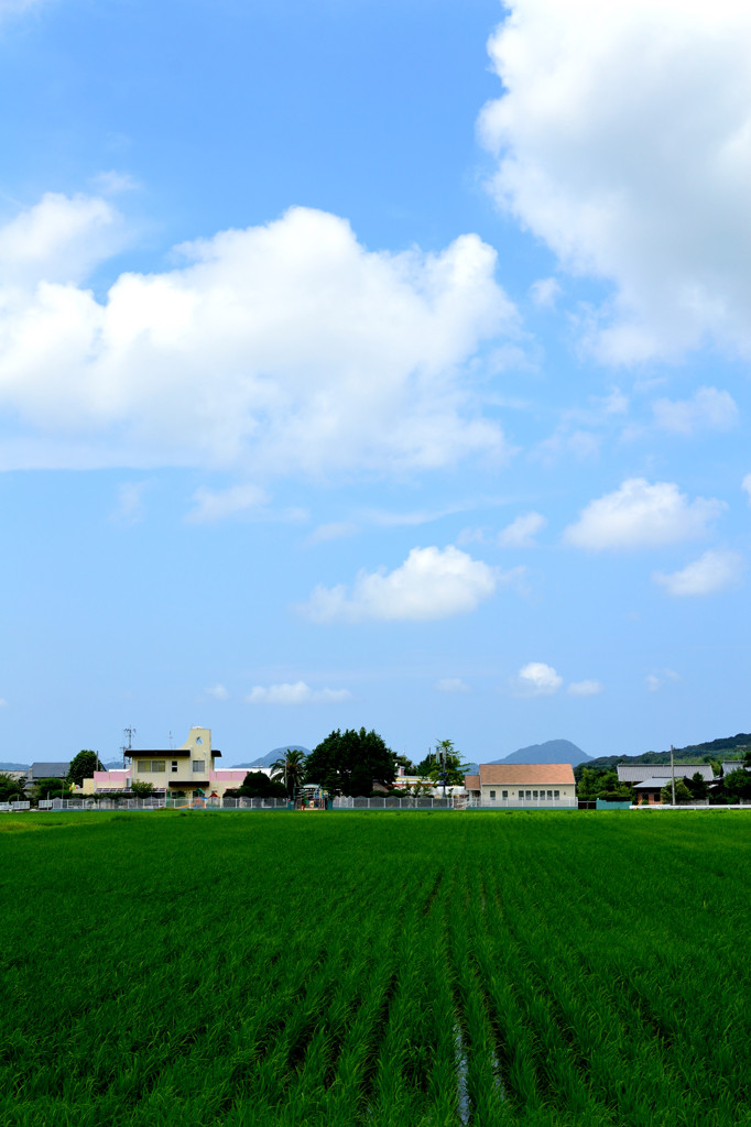 青空と田圃