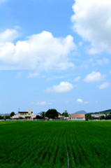 青空と田圃