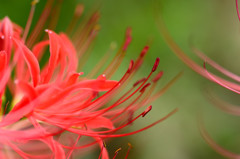 ひがん花