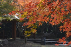 楓