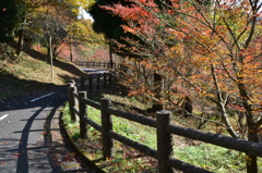 サイクリングコース