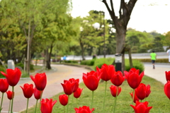 チューリップ
