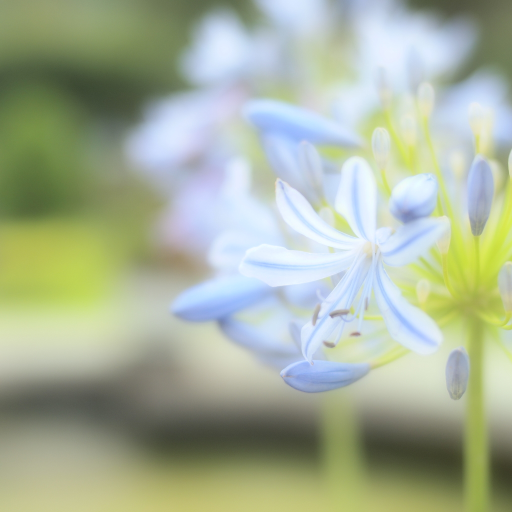 Agapanthus 