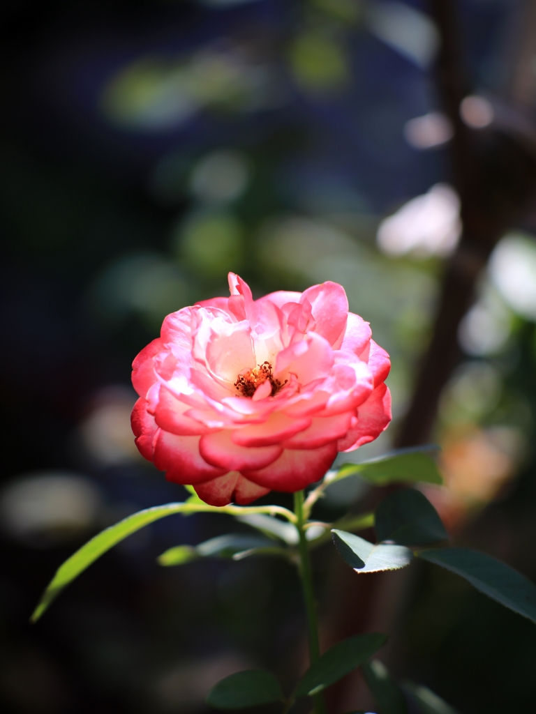 Rosa