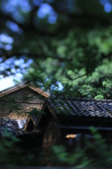 等待蟬鳴的夏天