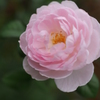 P2310095