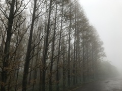 霧中水山林