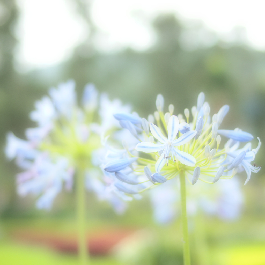 Agapanthus 