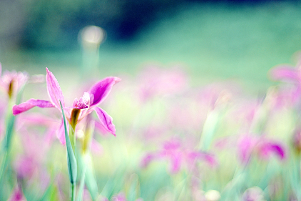 Iris tectorum
