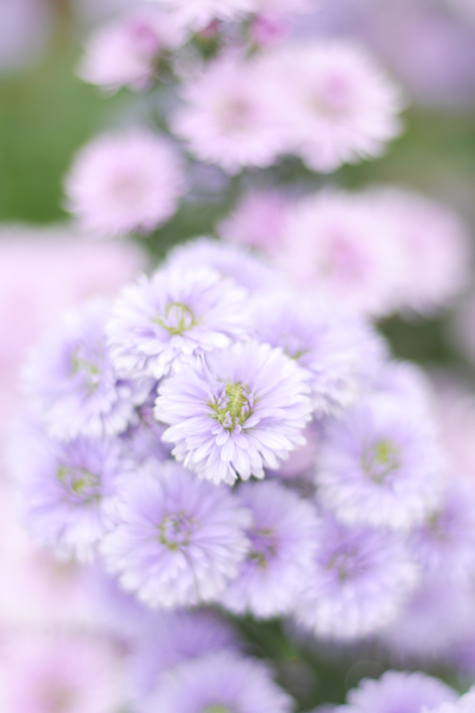 雛菊