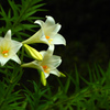 百合