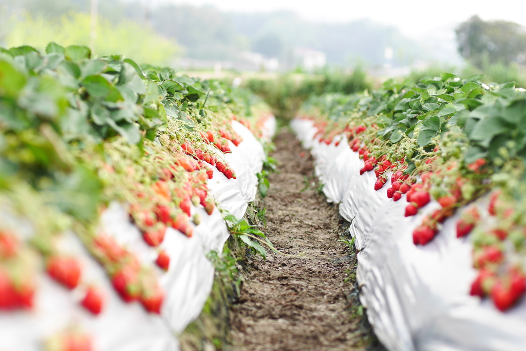 草莓園