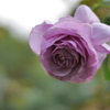 P2300972