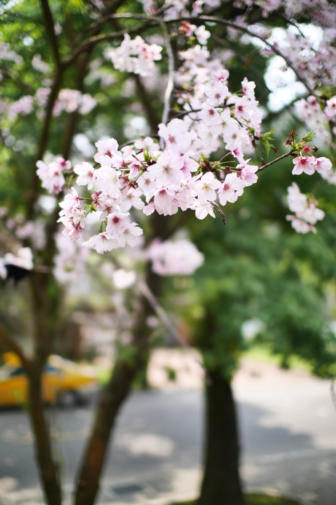 櫻花