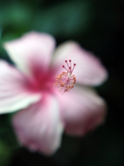 Hibiscus 粉紅朱槿