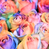 薔薇